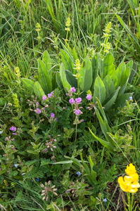 46-erodium-alpinum