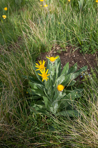 47-senecio-provincialis