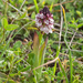 48-aangebrande-orchis