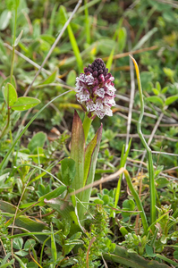 48-aangebrande-orchis