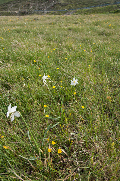 49-Narcissus-poeticus-2