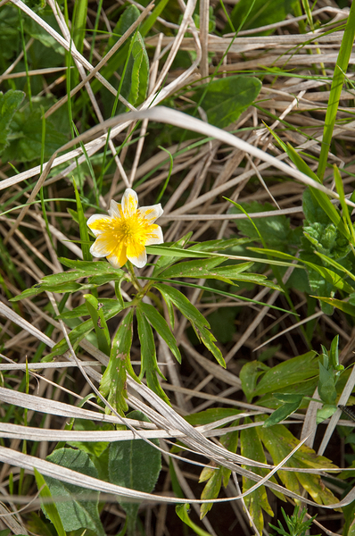 50-anemone-ranunculoides