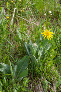 53-senecio-provincialis