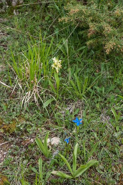 53-vlierorchsi-2