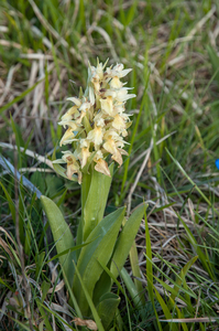 56-vlierorchis-2