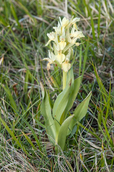 56-vlierorchis-3