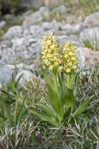 56-vlierorchis-7