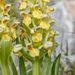 56-vlierorchis-8