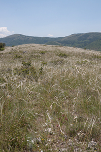 2-landschap-met-vedergras-3