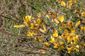 5-Cytisus-spinescens-3