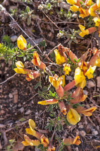 5-Cytisus-spinescens-5