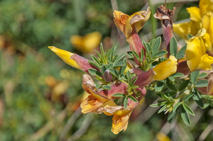 5-Cytisus-spinescens