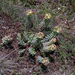 6-Euphorbia-myrsinites-2