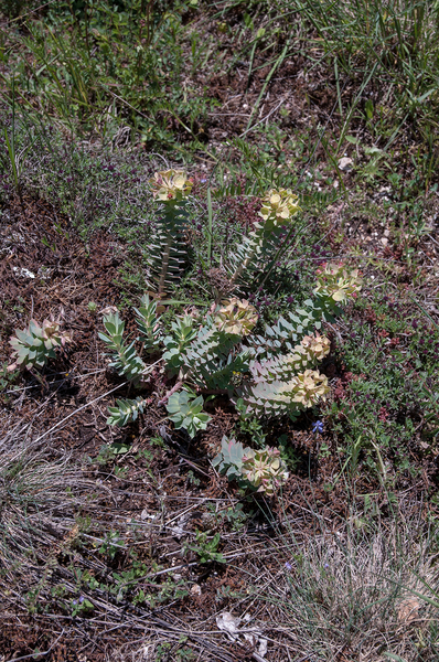 6-Euphorbia-myrsinites-2