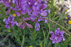 7-polygala-major-3