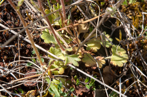 9-saxifraga-2