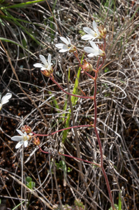9-saxifraga