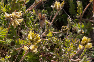 14-Oxytropis-pilosa-3