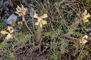 14-Oxytropis-pilosa