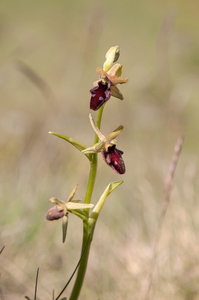 15-ophrys