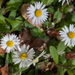 7-bellis-perennis-2