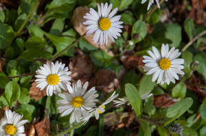 7-bellis-perennis-2