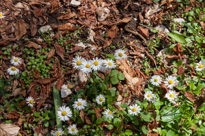 7-bellis-perennis