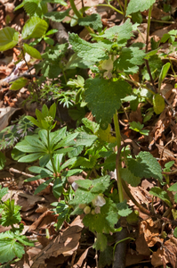 8-lamium-maculatum-2