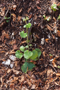 11 saxifraga-rotundifolia