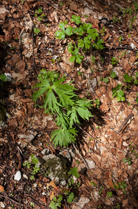 15-Aconitum-lycoctonum