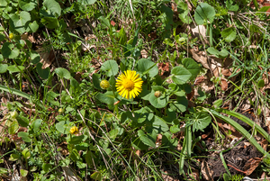 15-kale-voorjaarszonnebloem-2