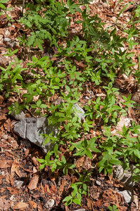 16-Galium-rotundifolium