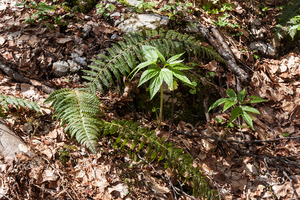 21-Cardamine-enneaphyllos-+-naaldvaren