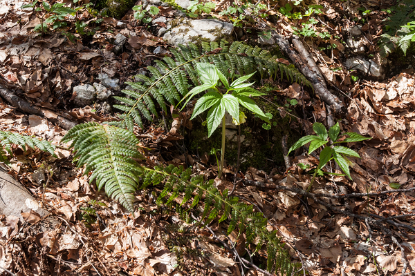 21-Cardamine-enneaphyllos-+-naaldvaren