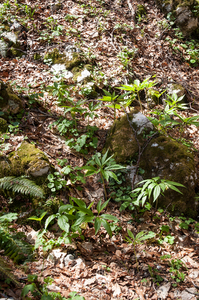 21-Cardamine-enneaphyllos-2