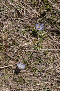 21-crocus-verna-2