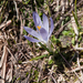 21-crocus-verna-3