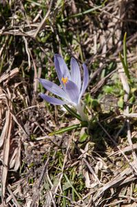 21-crocus-verna-3