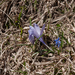 21-crocus-verna