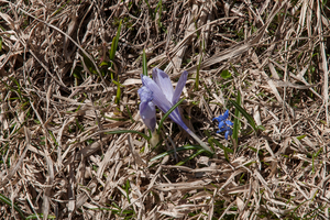 21-crocus-verna