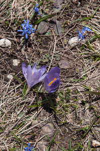 22-crocus-2