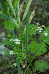 42-Cardamine-graeca