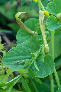 44 Aristolochia-lutea-1