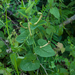 44 Aristolochia-lutea