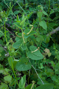 44 Aristolochia-lutea