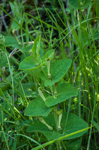 44-Aristolochia-lutea-3