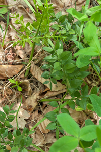44-stekelige-muizendoorn