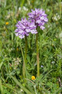 52-Neotinea-tridentata-8