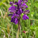 53-Anacamptis-morio-2