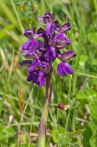 53-Anacamptis-morio-2